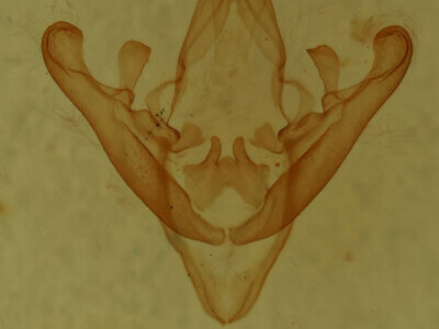 genitalia view of adult Palpidia pallidior