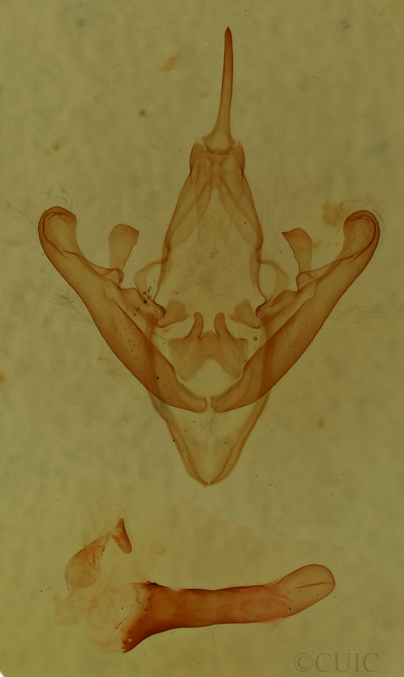 genitalia view of adult Palpidia pallidior