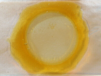 slide view of adult Palydas auriferaria