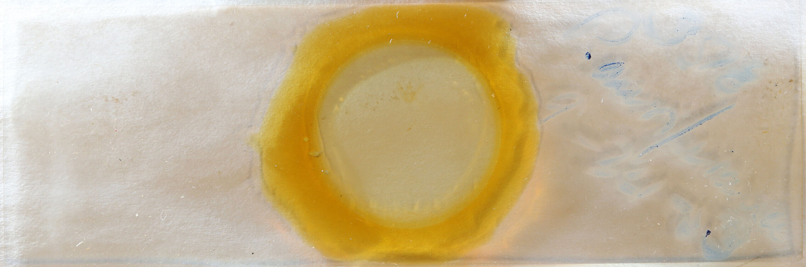 slide view of adult Palydas auriferaria