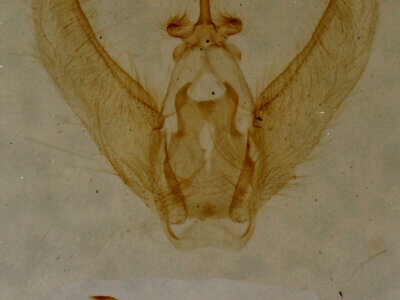 genitalia view of adult Palydas auriferaria