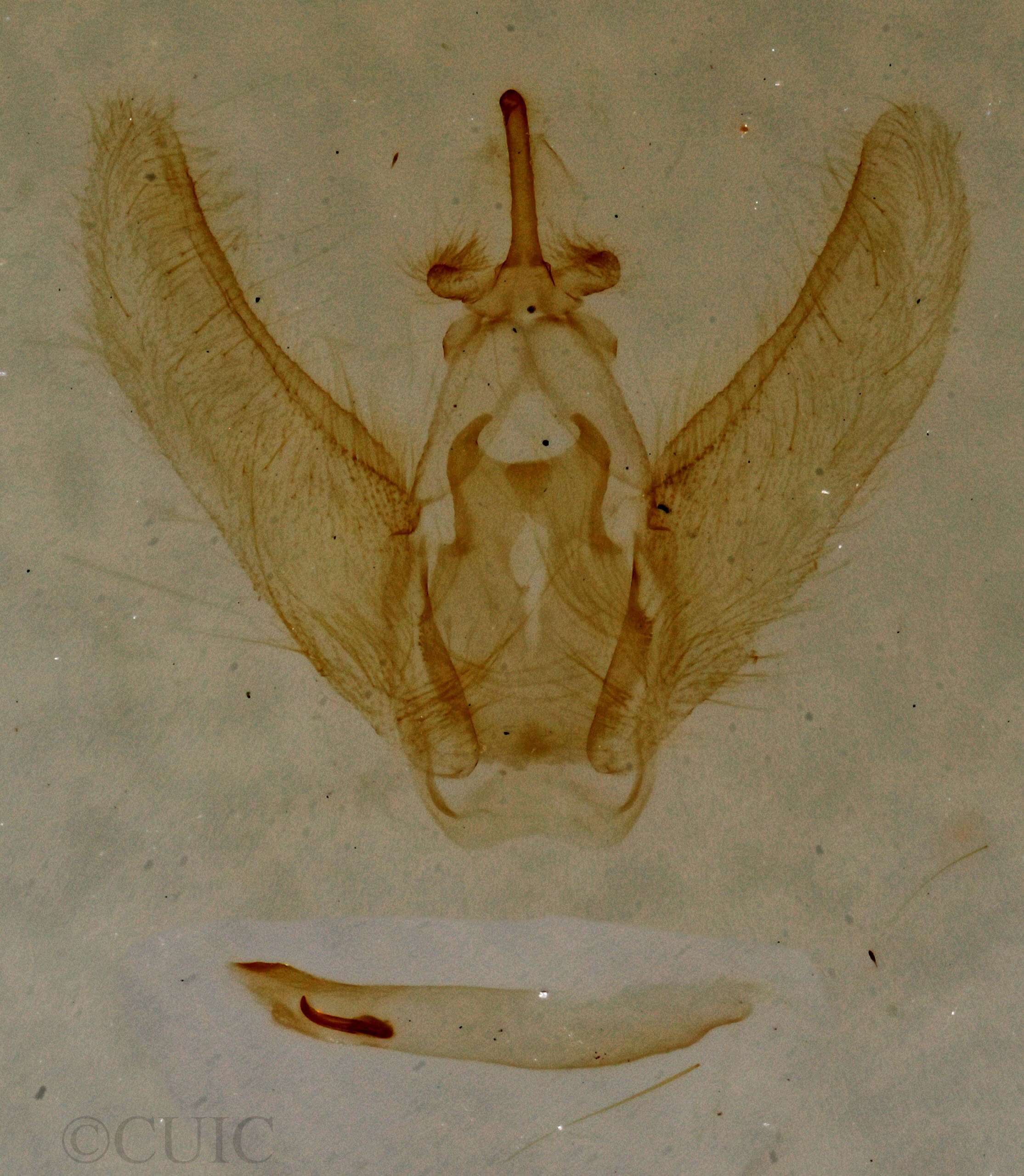 genitalia view of adult Palydas auriferaria
