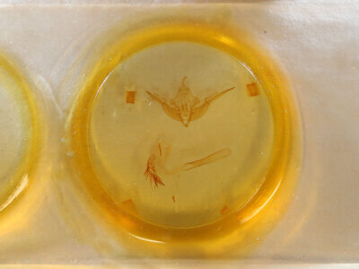 slide view of adult Conistra pallidistigma