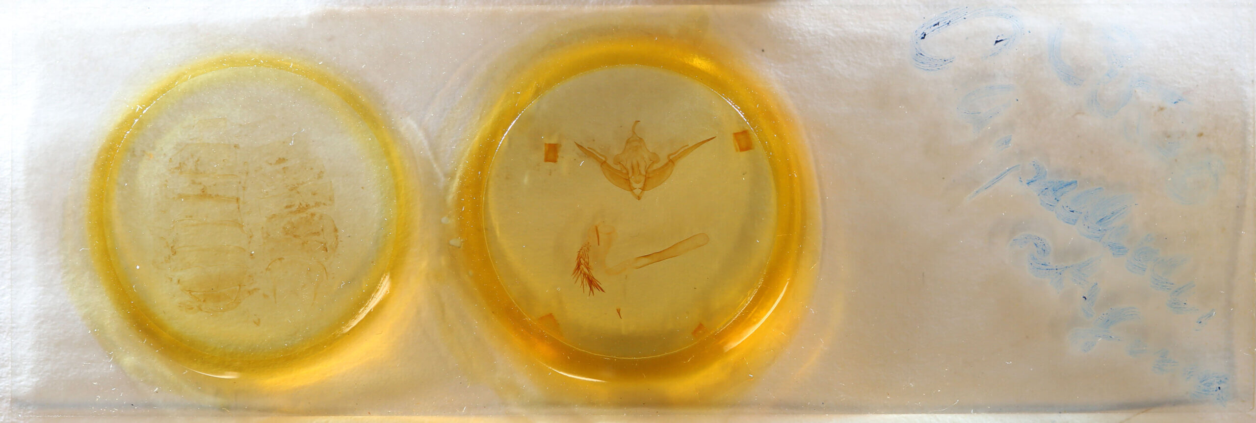 slide view of adult Conistra pallidistigma