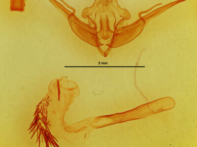 genitalia view of adult Conistra pallidistigma