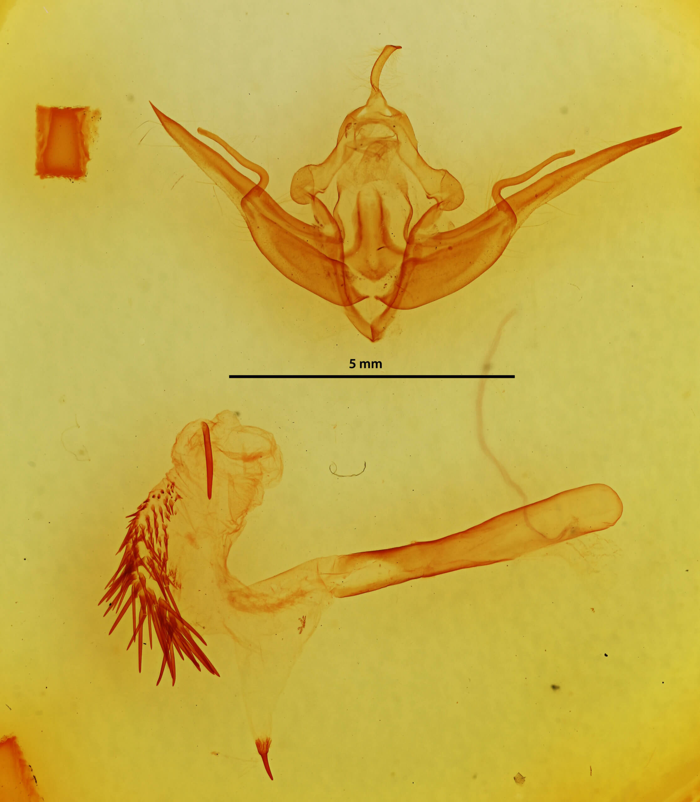 genitalia view of adult Conistra pallidistigma