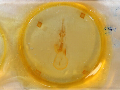 slide view of adult Conistra pallidistigma