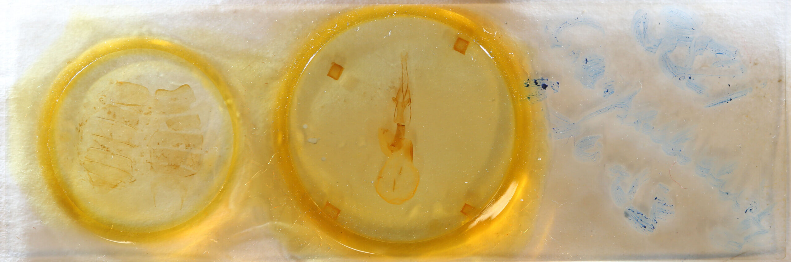 slide view of adult Conistra pallidistigma