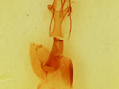 genitalia view of adult Conistra pallidistigma