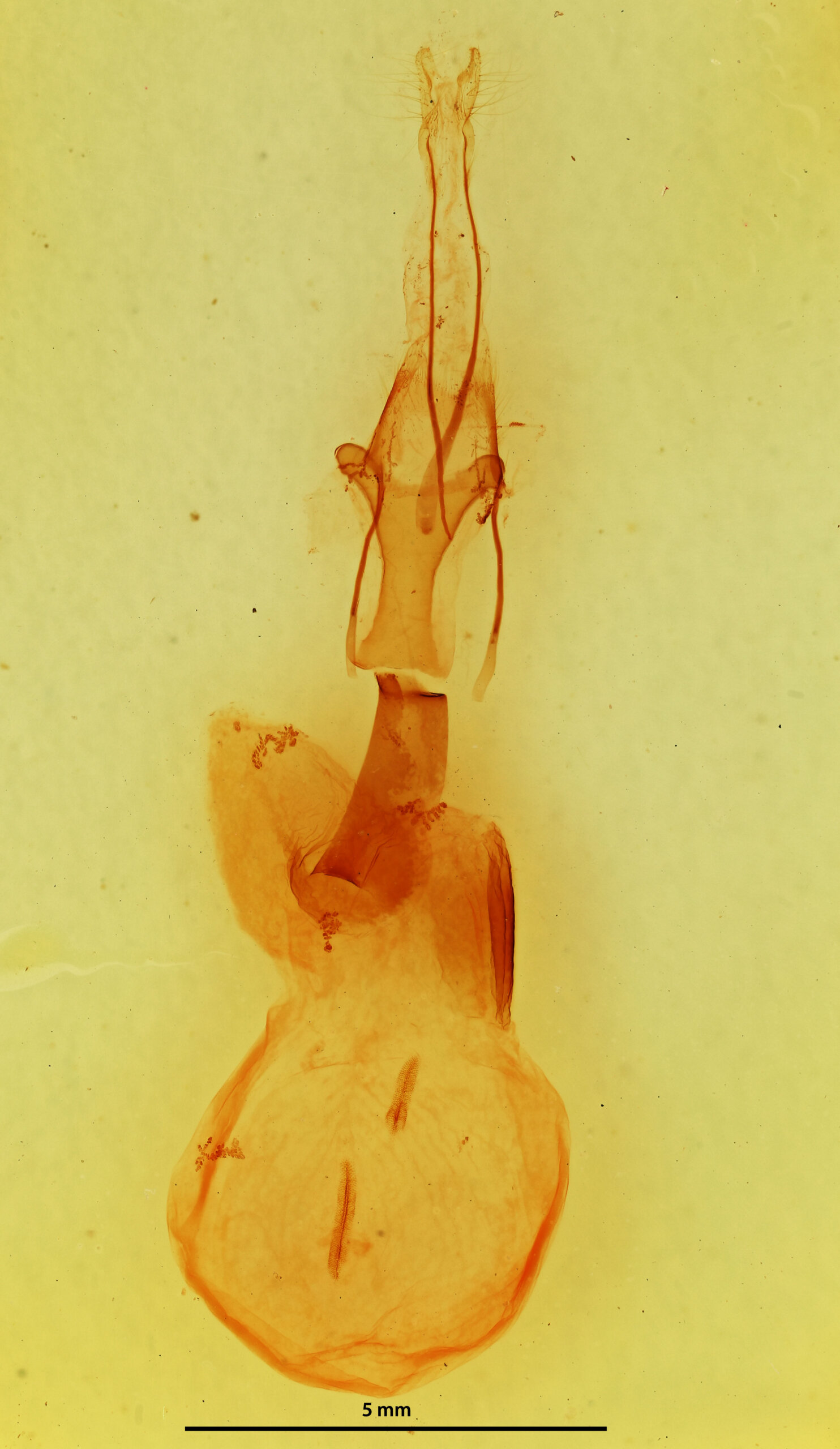 genitalia view of adult Conistra pallidistigma