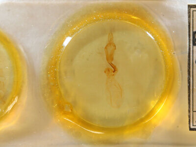 slide view of adult Eupsilia? contracta