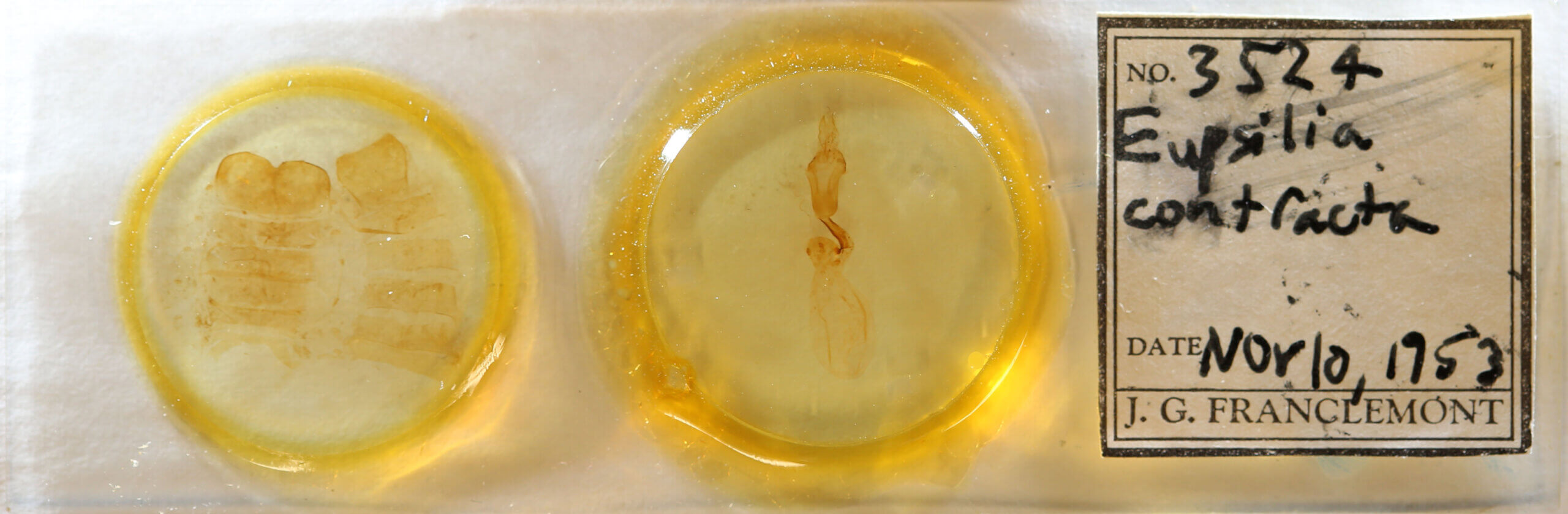 slide view of adult Eupsilia? contracta