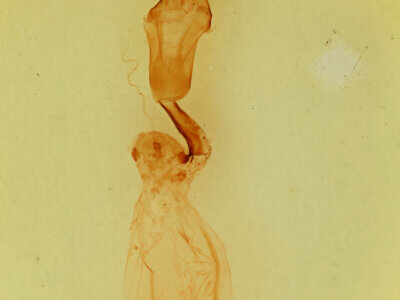 genitalia view of adult Eupsilia? contracta