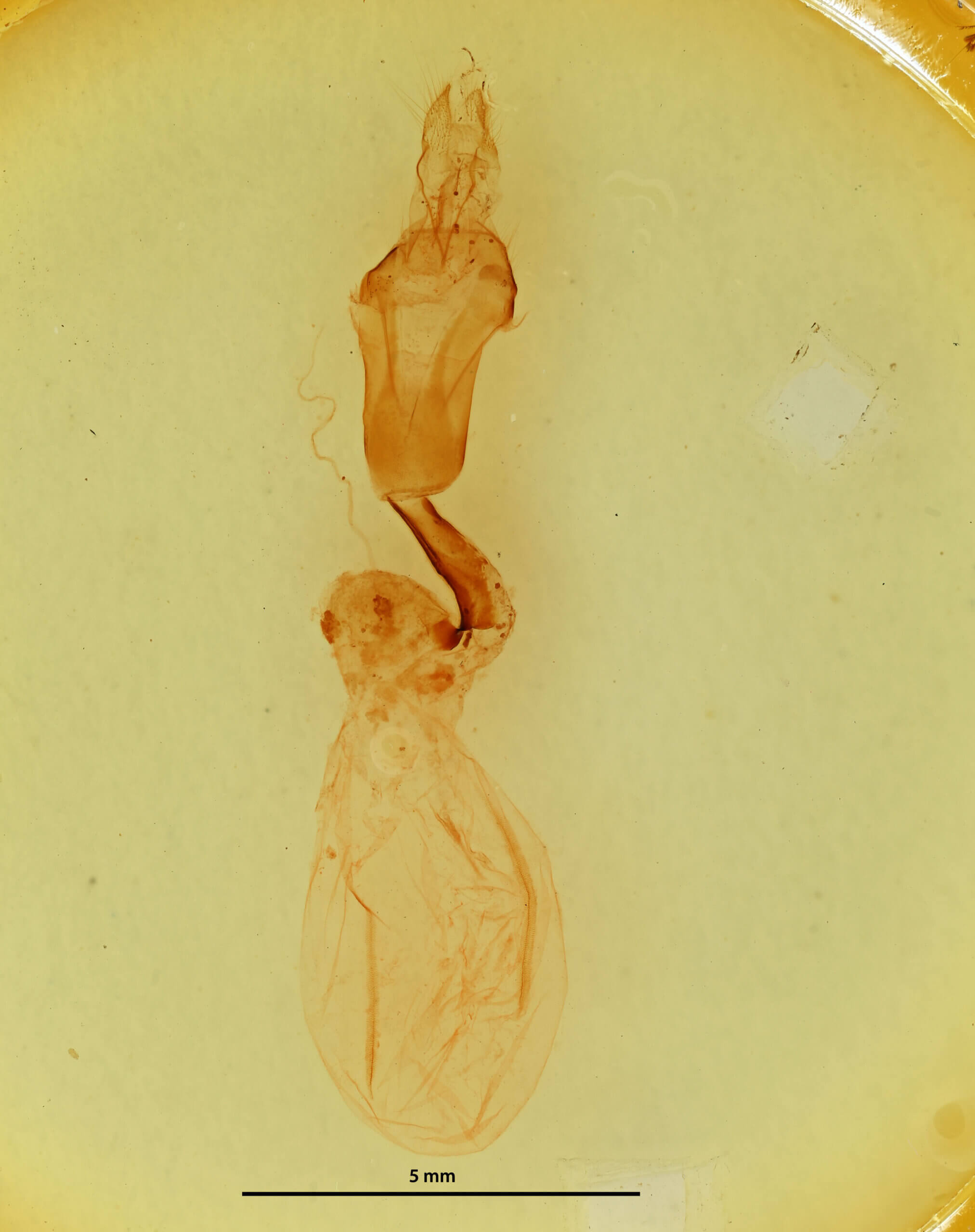 genitalia view of adult Eupsilia? contracta