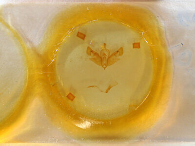 slide view of adult Sydiva nigrogrisea