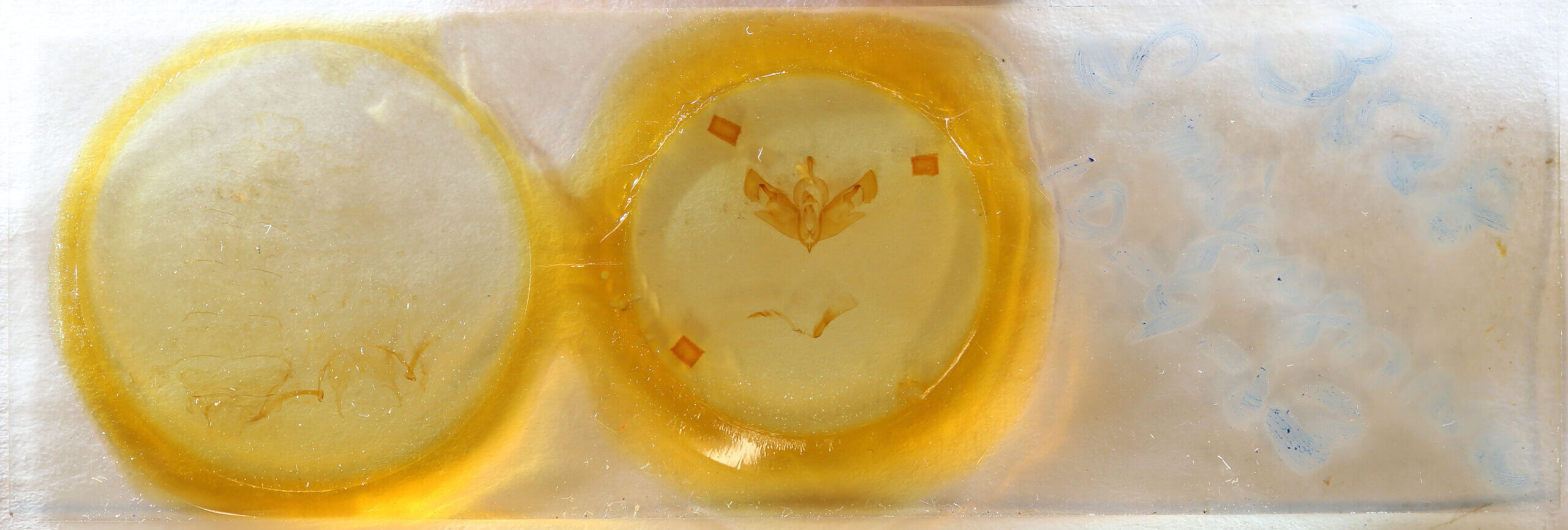 slide view of adult Sydiva nigrogrisea