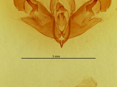 genitalia view of adult Sydiva nigrogrisea