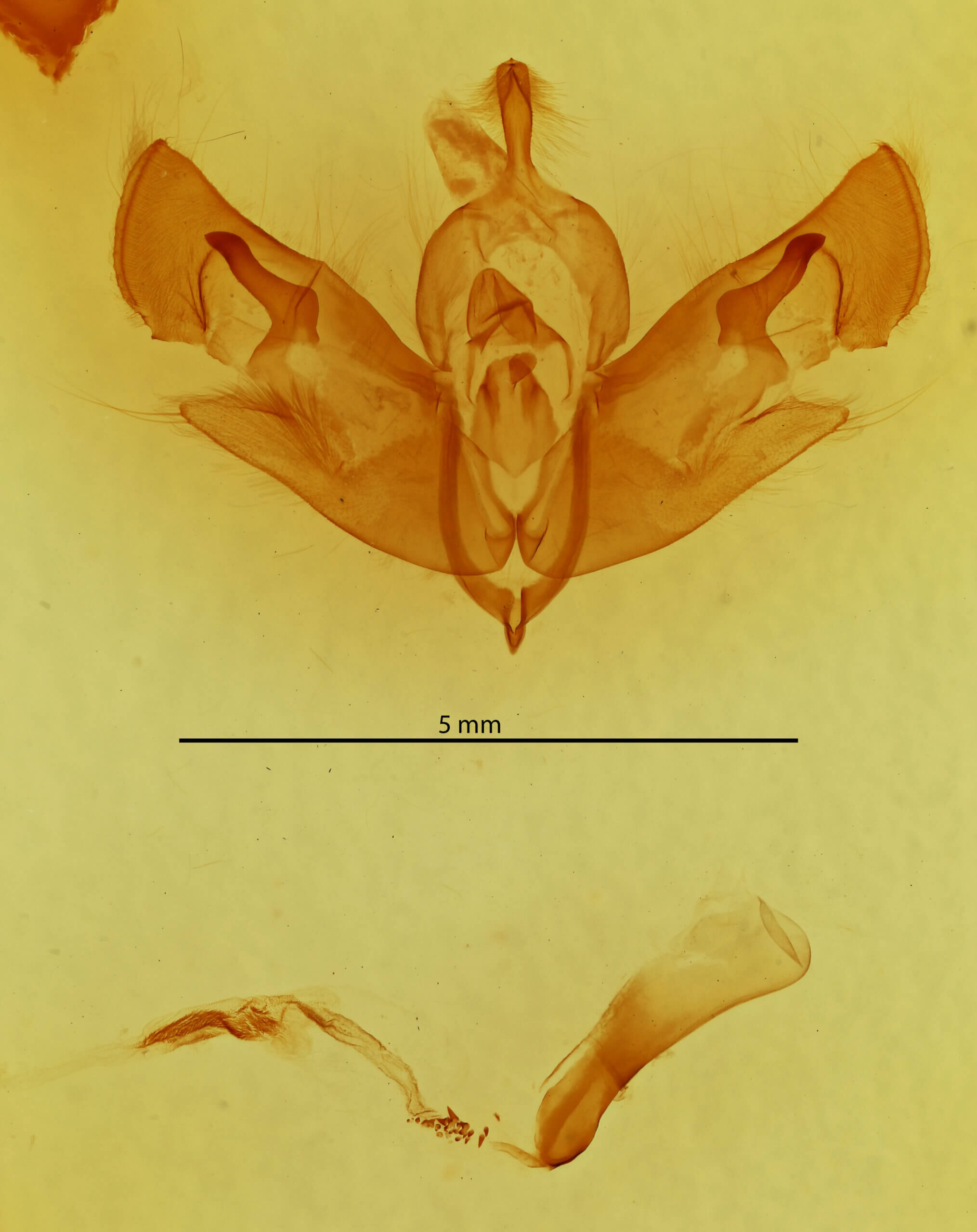 genitalia view of adult Sydiva nigrogrisea