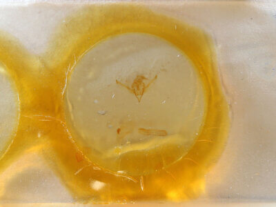 slide view of adult Lithophane ustulata