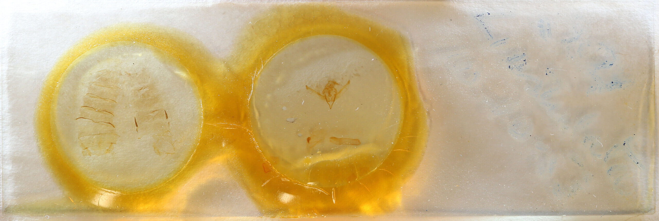 slide view of adult Lithophane ustulata
