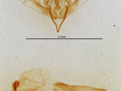 genitalia view of adult Lithophane ustulata