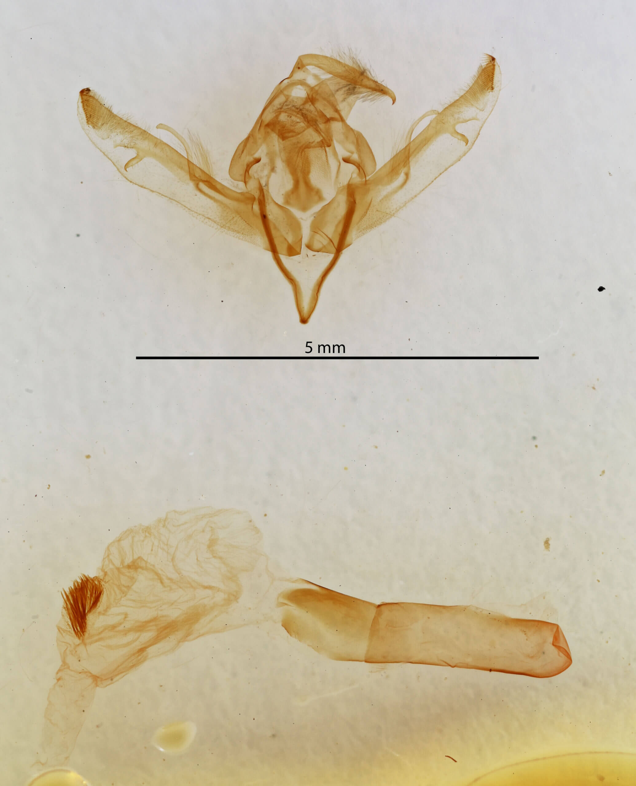 genitalia view of adult Lithophane ustulata