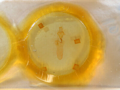 slide view of adult Lithophane lamda