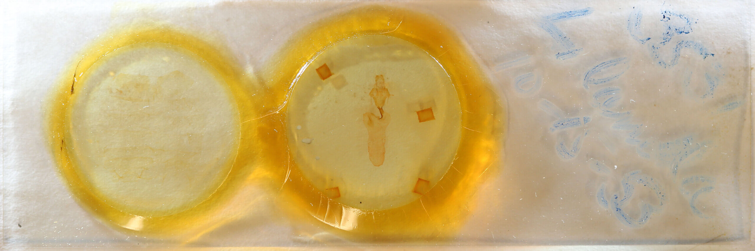 slide view of adult Lithophane lamda