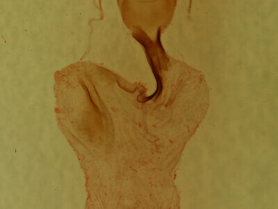 genitalia view of adult Lithophane lamda