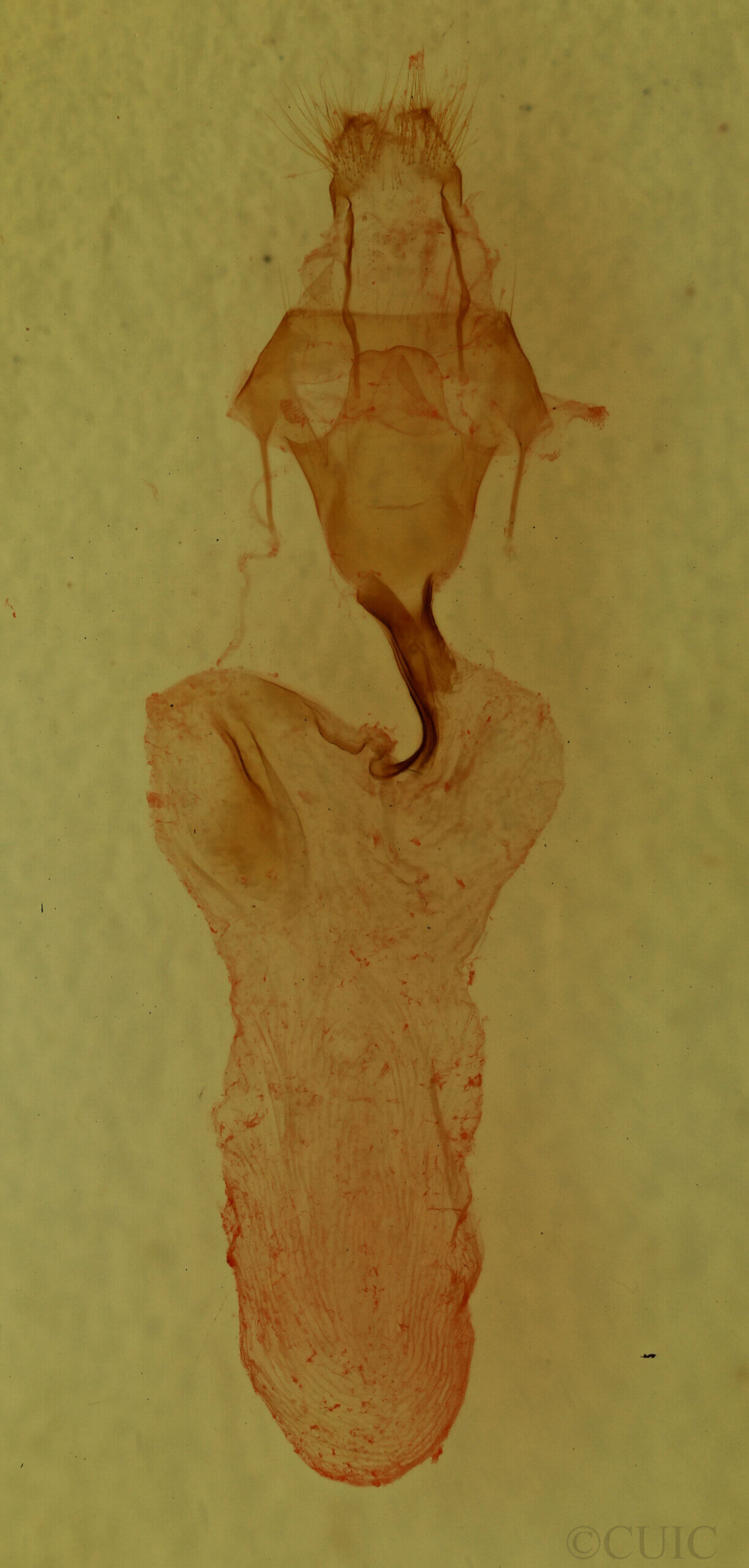 genitalia view of adult Lithophane lamda