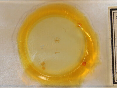 slide view of adult Virbia sp.