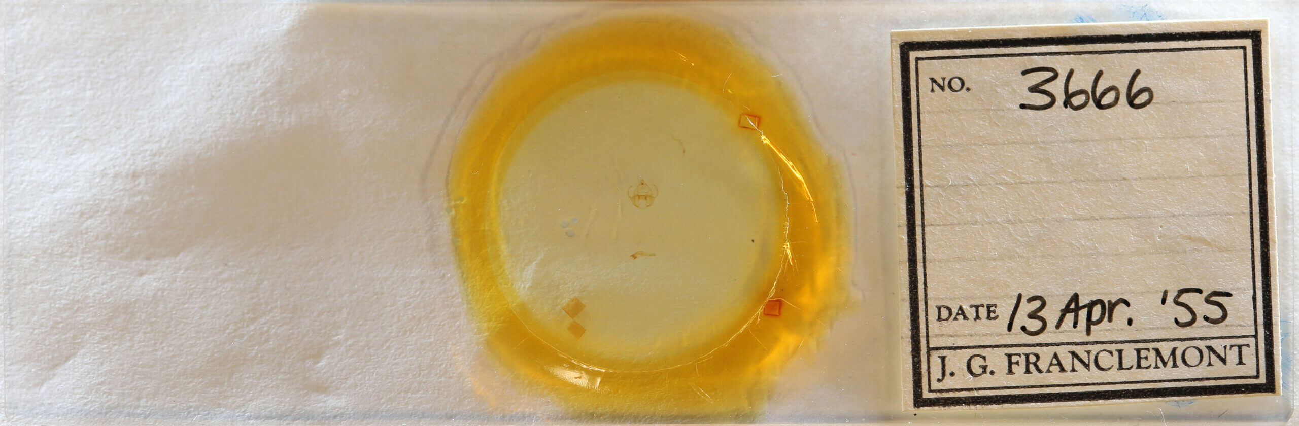 slide view of adult Virbia sp.