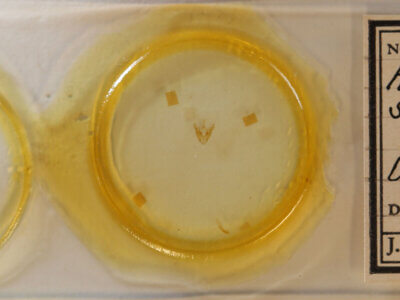 slide view of adult Hyperstrotia sp.