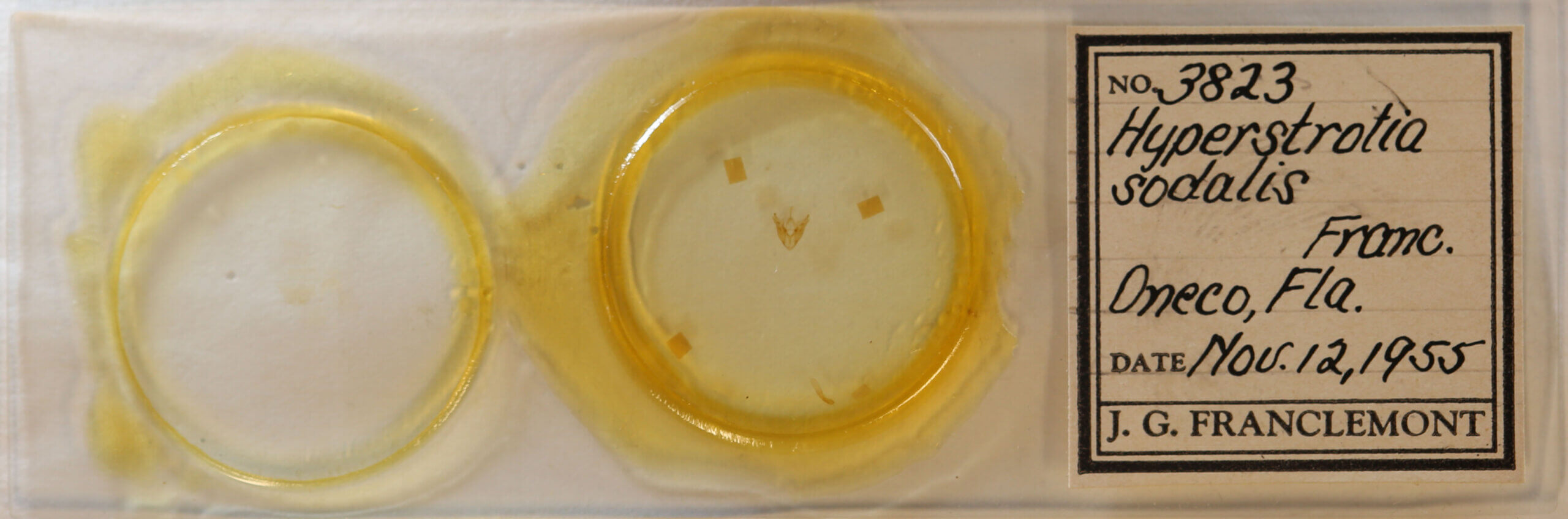 slide view of adult Hyperstrotia sp.