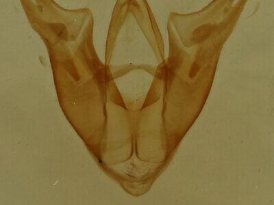 genitalia view of adult Hyperstrotia sp.