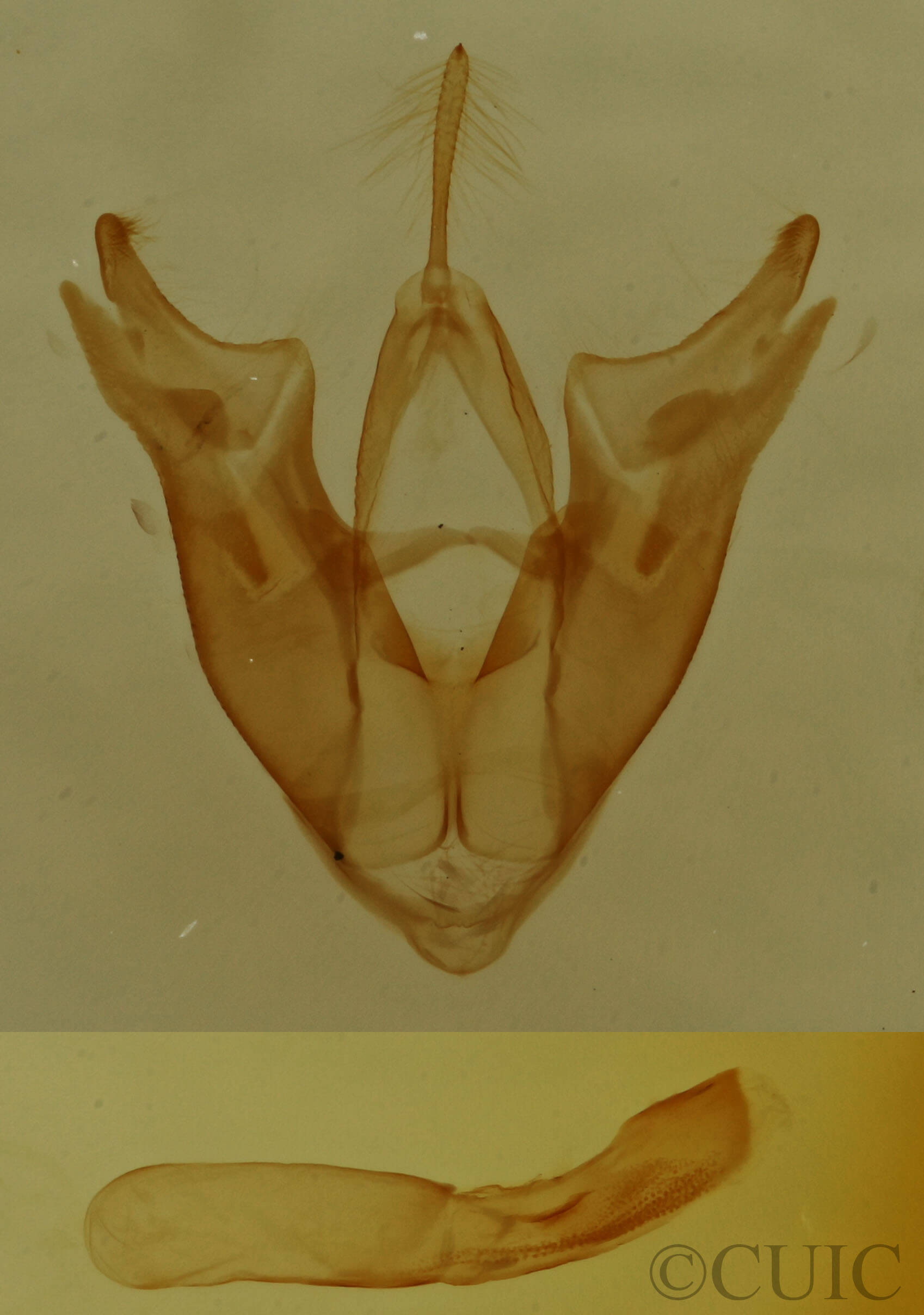 genitalia view of adult Hyperstrotia sp.