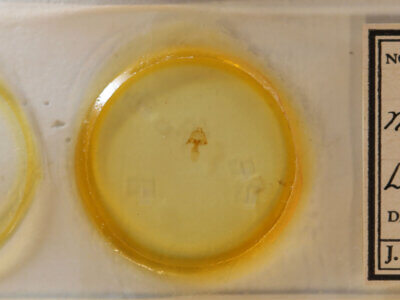 slide view of adult Hyperstrotia nana