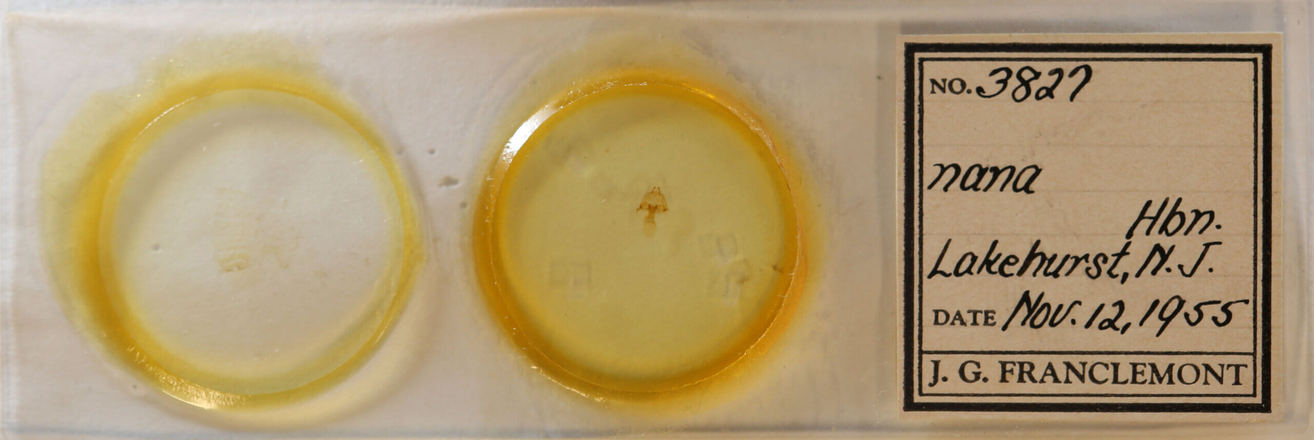 slide view of adult Hyperstrotia nana