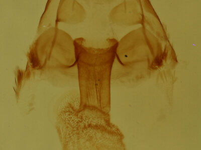 genitalia view of adult Hyperstrotia nana