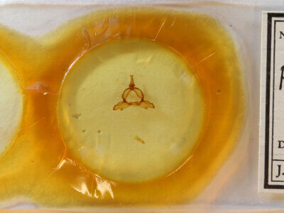 slide view of adult Ptilodon hoegei