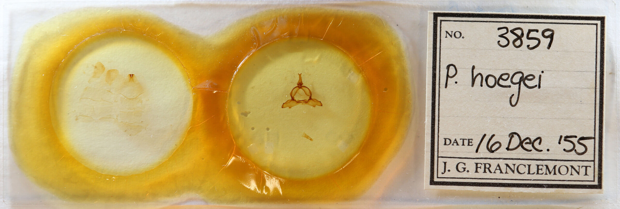 slide view of adult Ptilodon hoegei