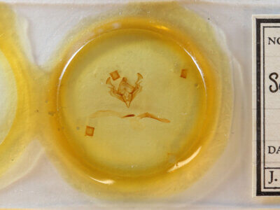 slide view of adult Scriptania? sp.