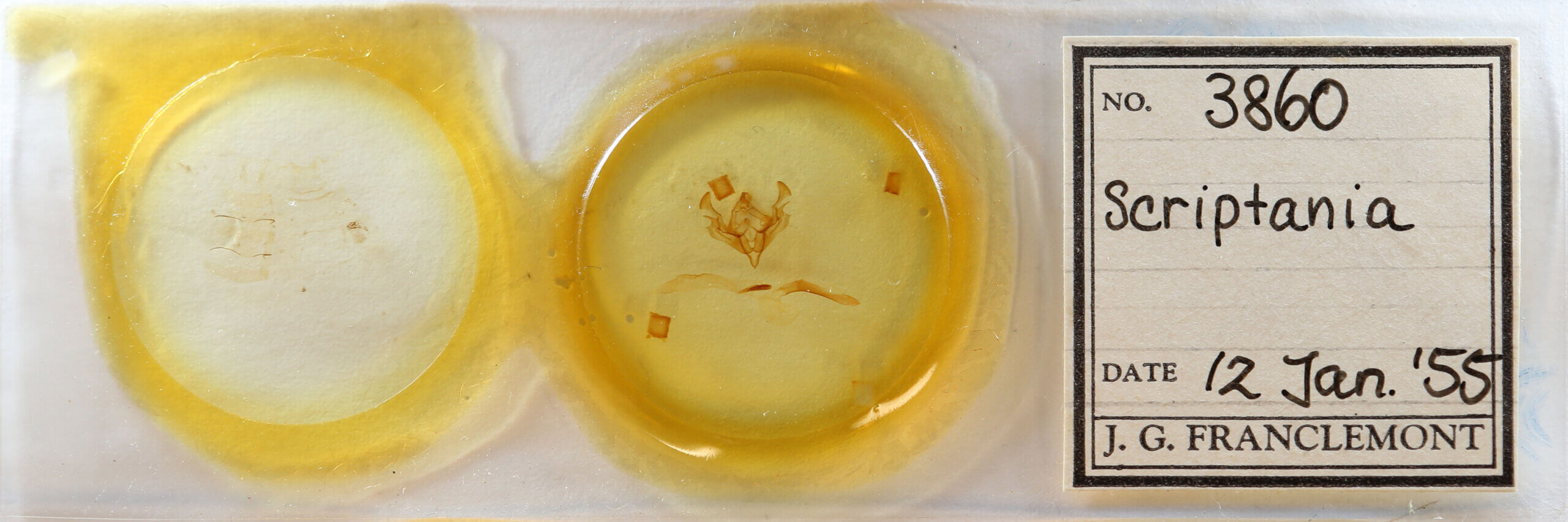 slide view of adult Scriptania? sp.