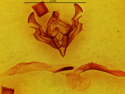 genitalia view of adult Scriptania? sp.