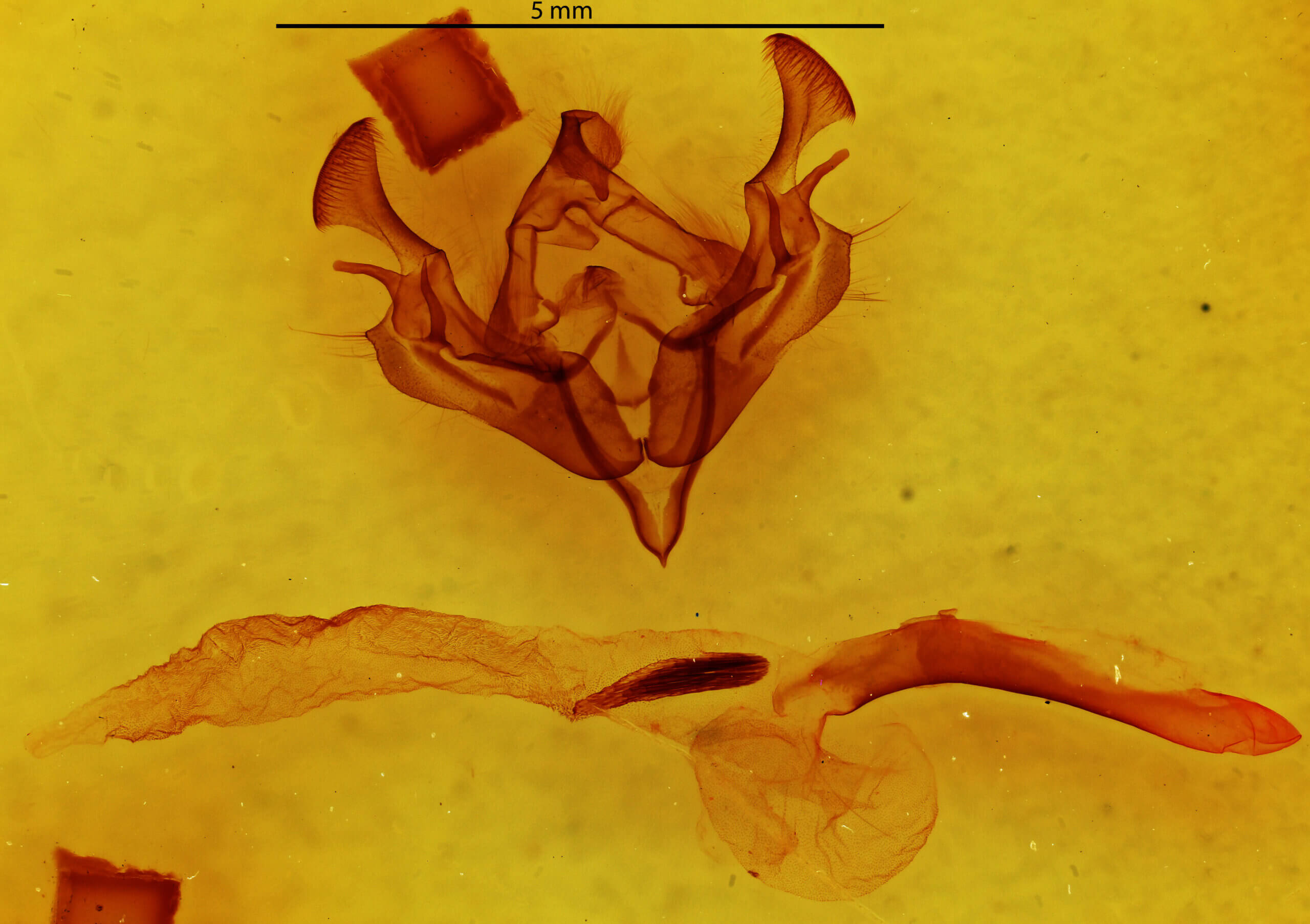 genitalia view of adult Scriptania? sp.