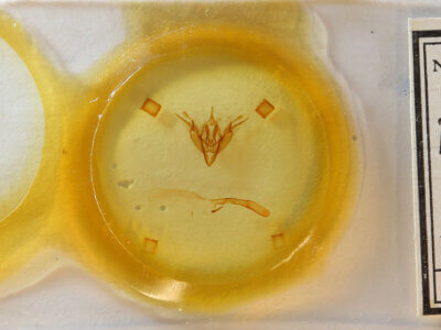 slide view of adult Pareuxoa sp.