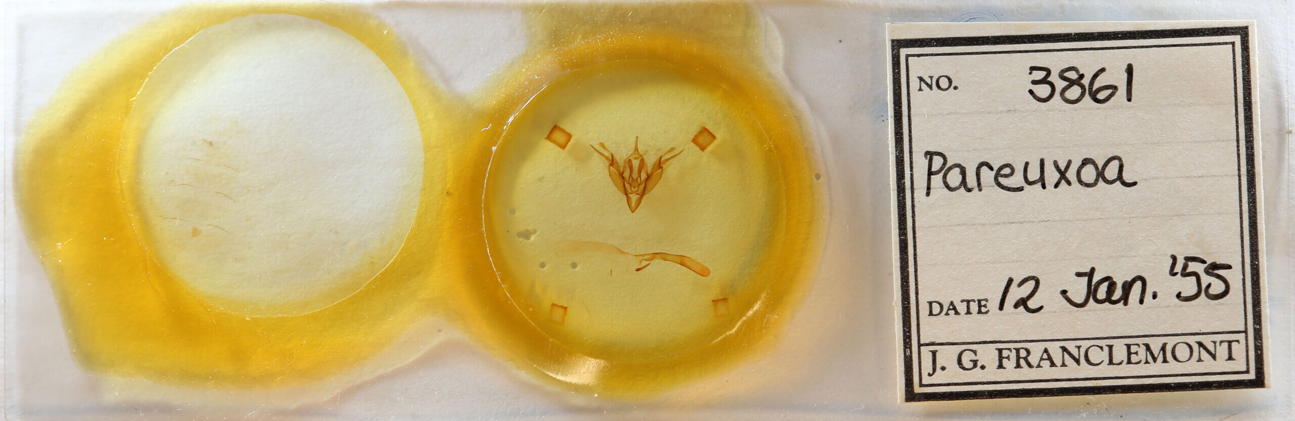 slide view of adult Pareuxoa sp.