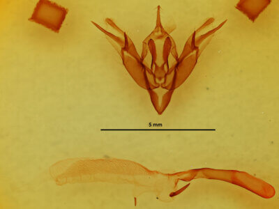 genitalia view of adult Pareuxoa sp.