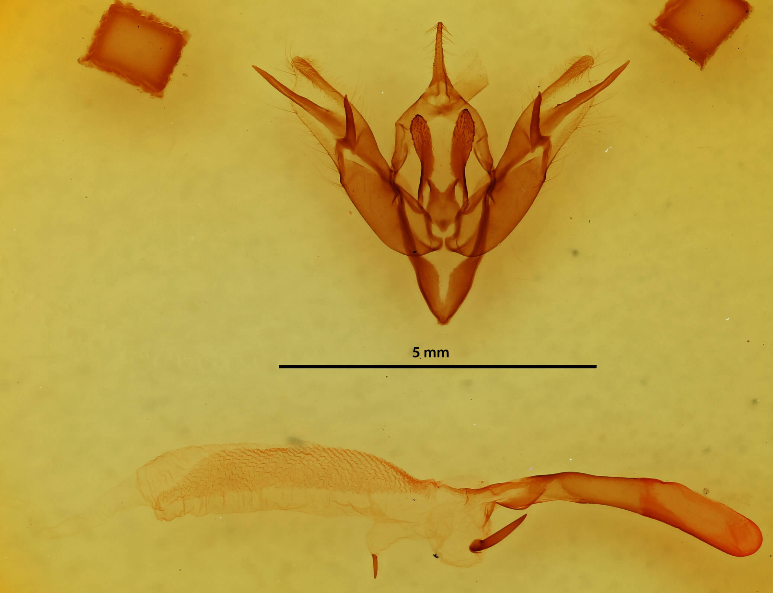 genitalia view of adult Pareuxoa sp.