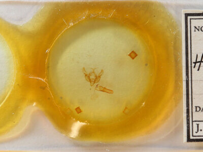 slide view of adult Hemieuxoa mendosica